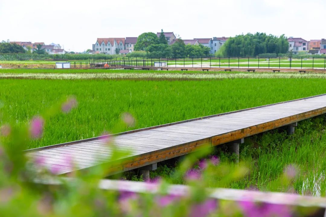 在浦东与美丽乡村来一场快乐约会