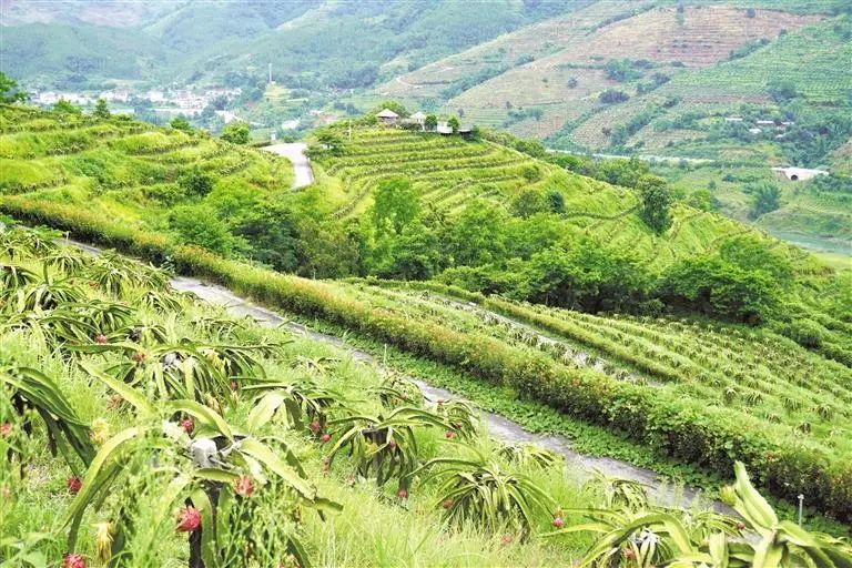 貞豐縣白層鎮火龍果基地的火龍果長勢良好