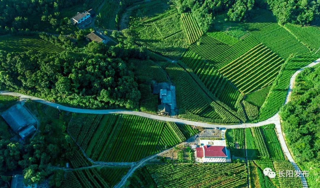 干出长阳新形象新印象新气象99一把手如何带头干④都镇湾镇