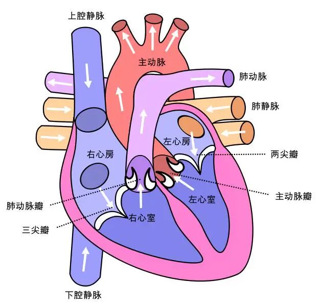 心脏结构图解简图图片