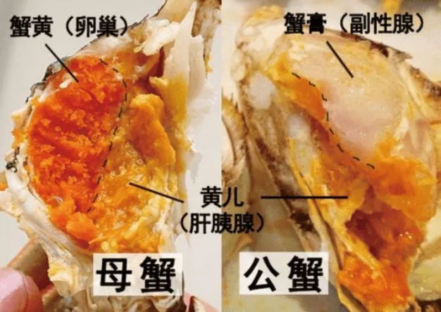 螃蟹内脏图解高清图片图片