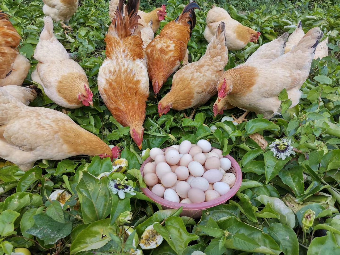 中央广电总台多维度报道封开杏花鸡引爆同城热搜