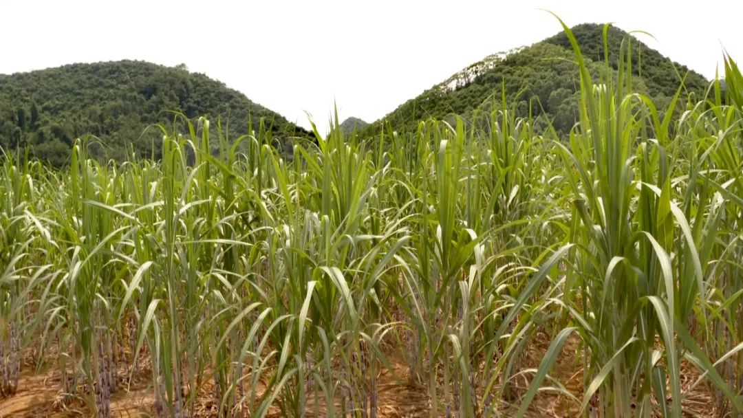 【圆梦小康】秋植蔗大干快上 鹿寨农民种蔗收入达2.51亿_澎湃号·媒体_澎湃新闻-The Paper