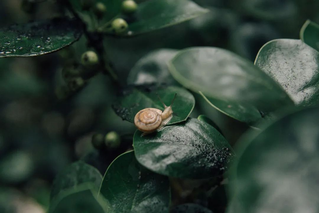 冷雨也澆不滅西農人學習熱情高聳的建築與來往的學子相映聽窗前的淅瀝