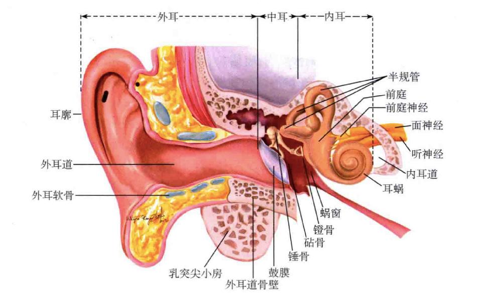 耵聍腺图片