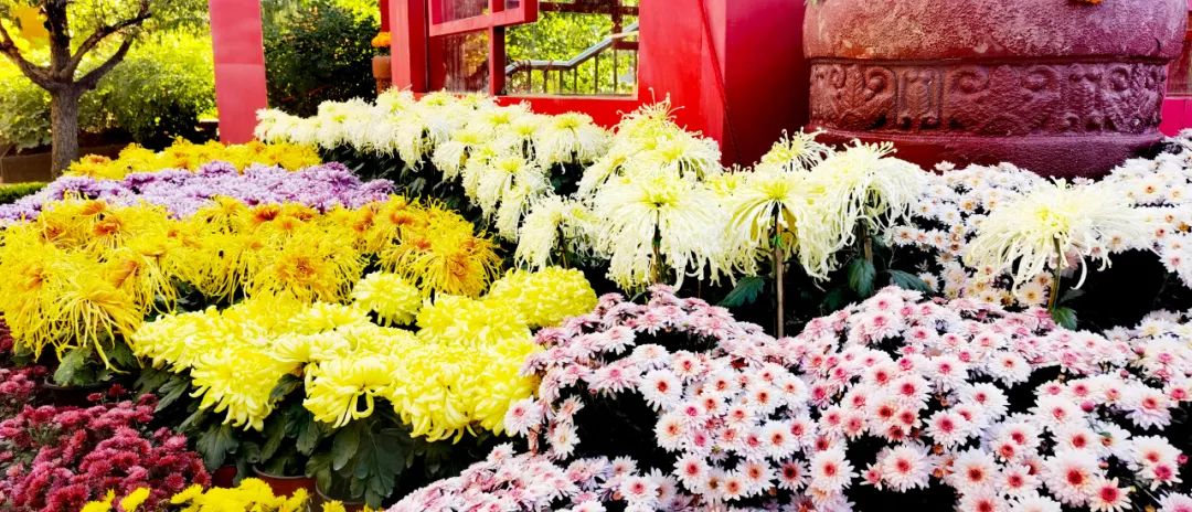 花卉绿化草花批发