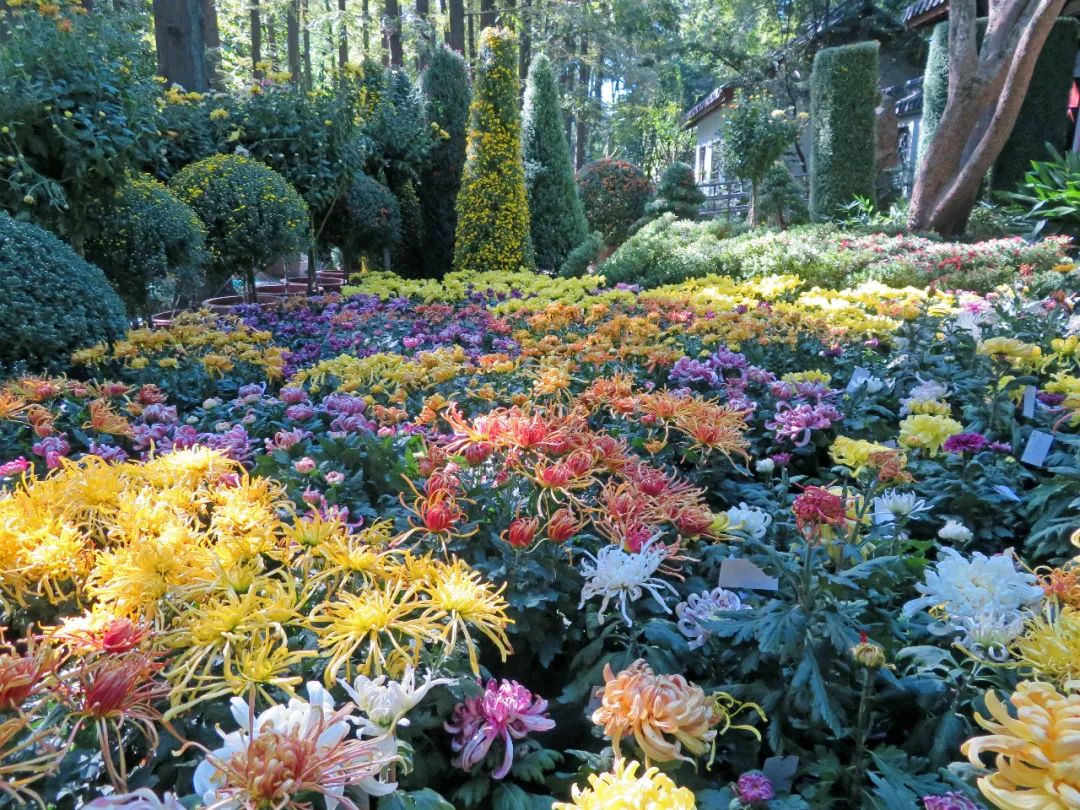 百种精品菊花亮相2021上海植物园秋季花展