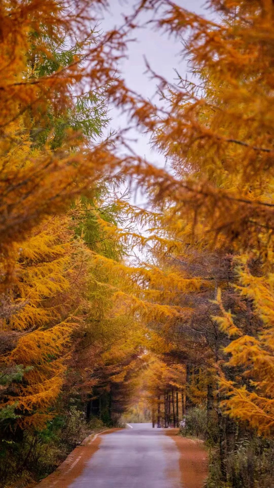 来自神农架的秋冬视觉盛宴.