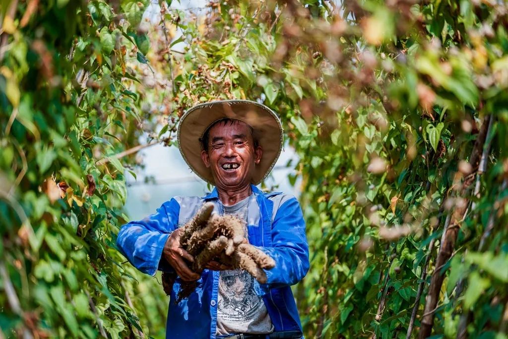 走进乡村看小康 | 山药丰收采挖忙