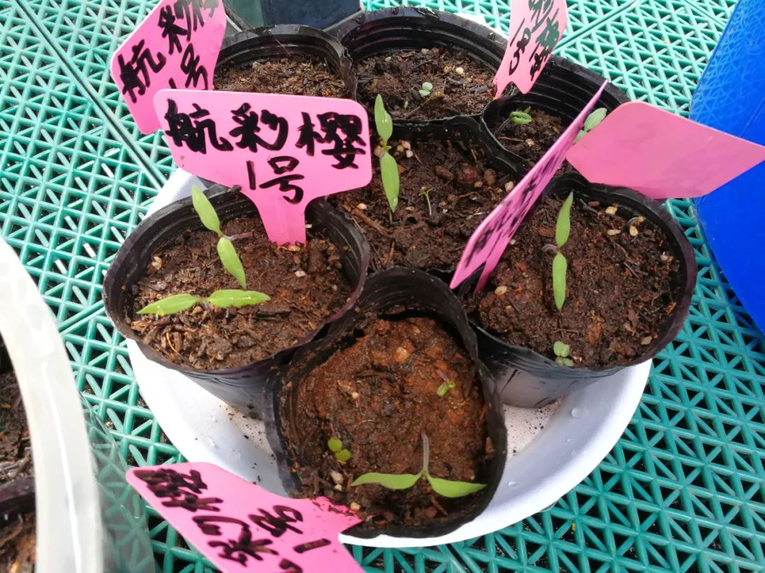 我的生物朋友丨神秘的太空种子在桃源小学开花结果啦