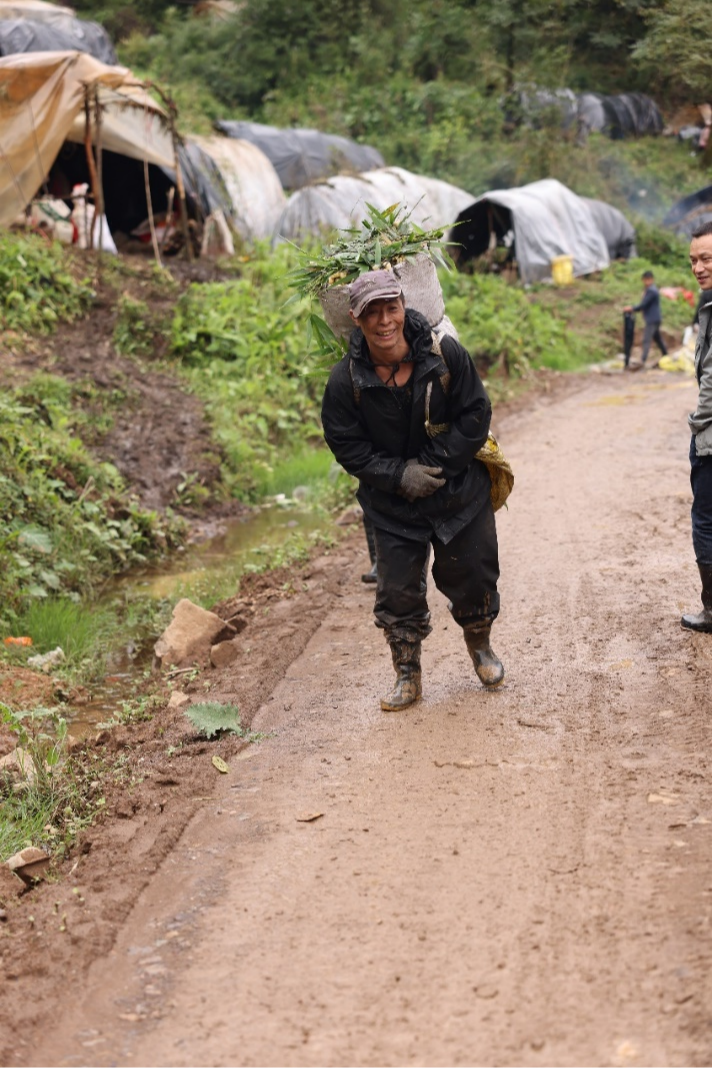 马边彝族自治县大竹堡乡采笋人
