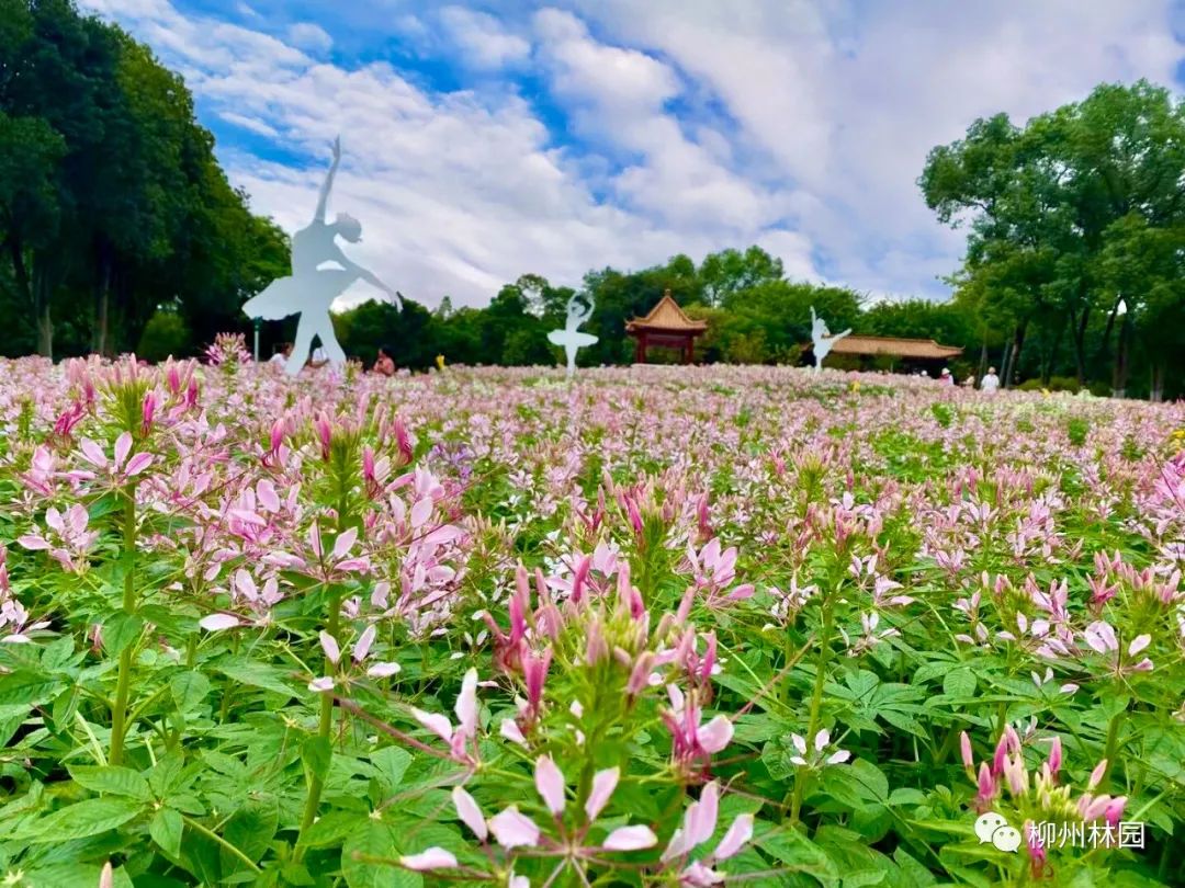 万株向日葵7000平方米的蝶醉花柳州这片花海已美成秋天的童话