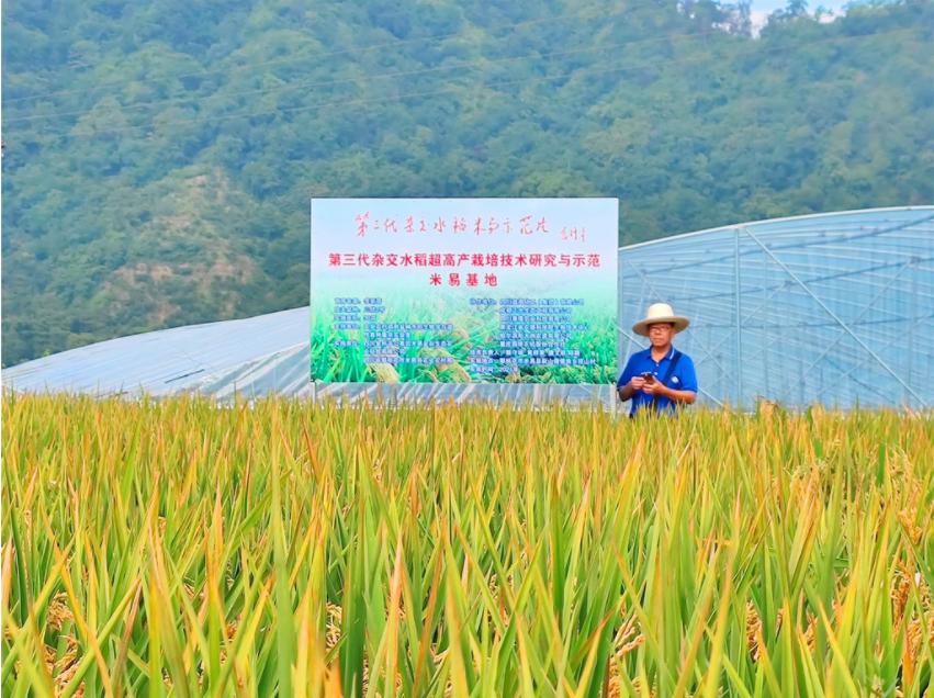 亩产1085公斤攀枝花第三代杂交水稻单季亩产创新纪录