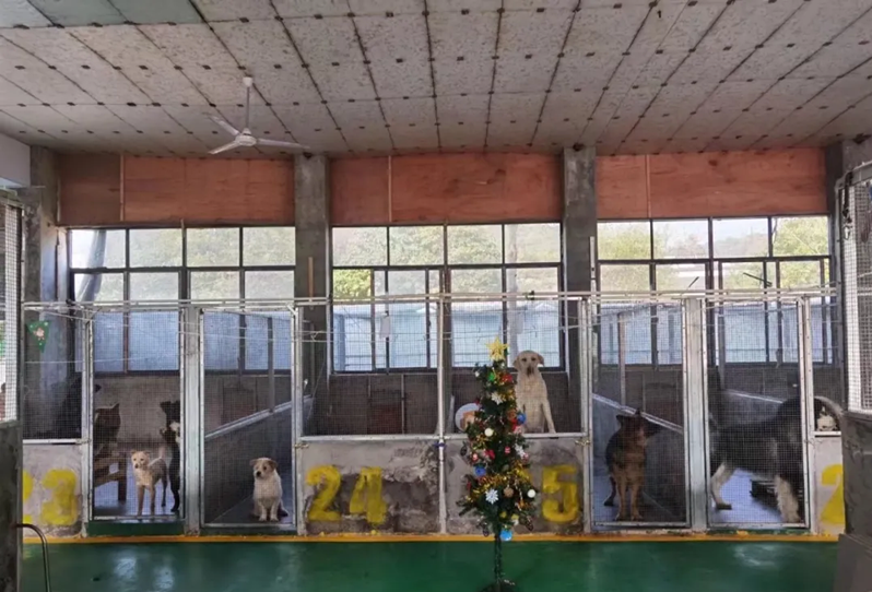 长沙天心区雨花区犬只留检所成为犬只留检所的示范基地