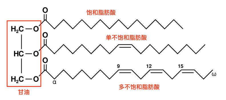最简单的脂肪酸结构式图片