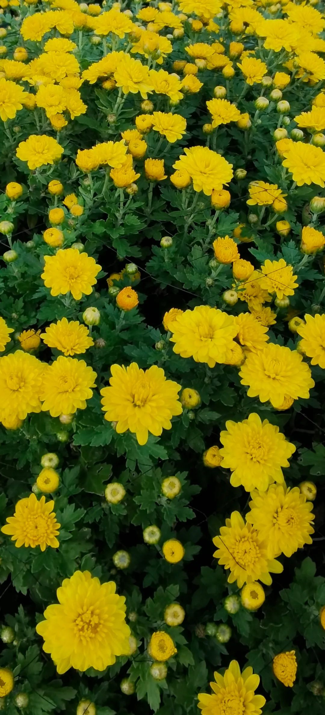 45万人打卡伊旗这里大片菊花盛放67