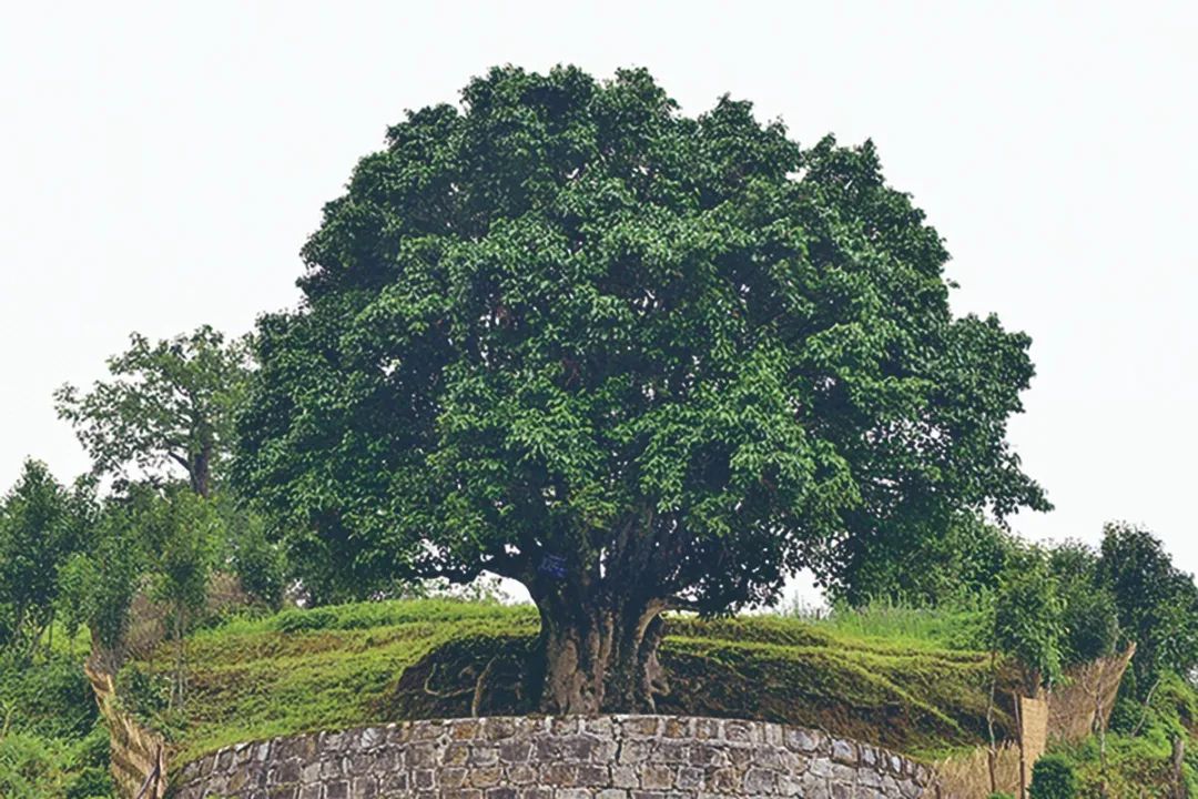 临沧生长着迄今世界上发现最大的人工栽培型古茶树树龄达3200多年