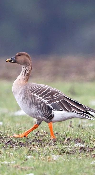 野生的大鹅是战斗种族的军队