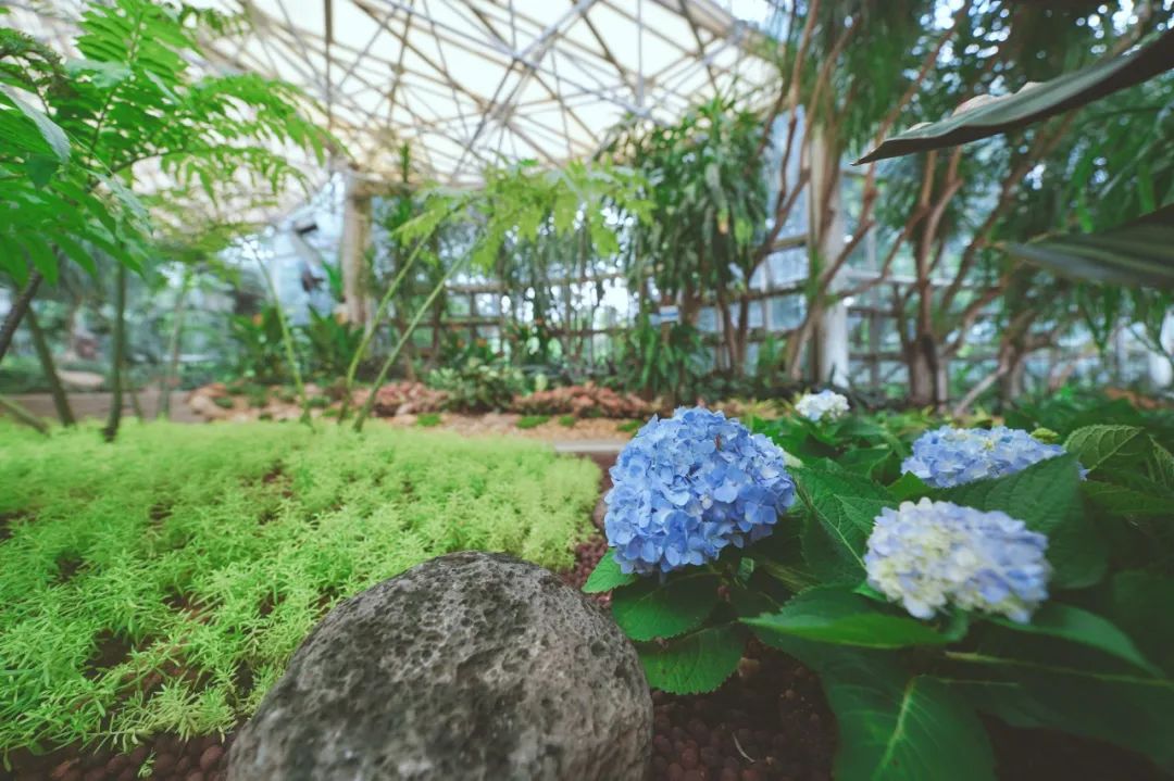 国庆来别样花境云台花园玻璃温室完成升级改造