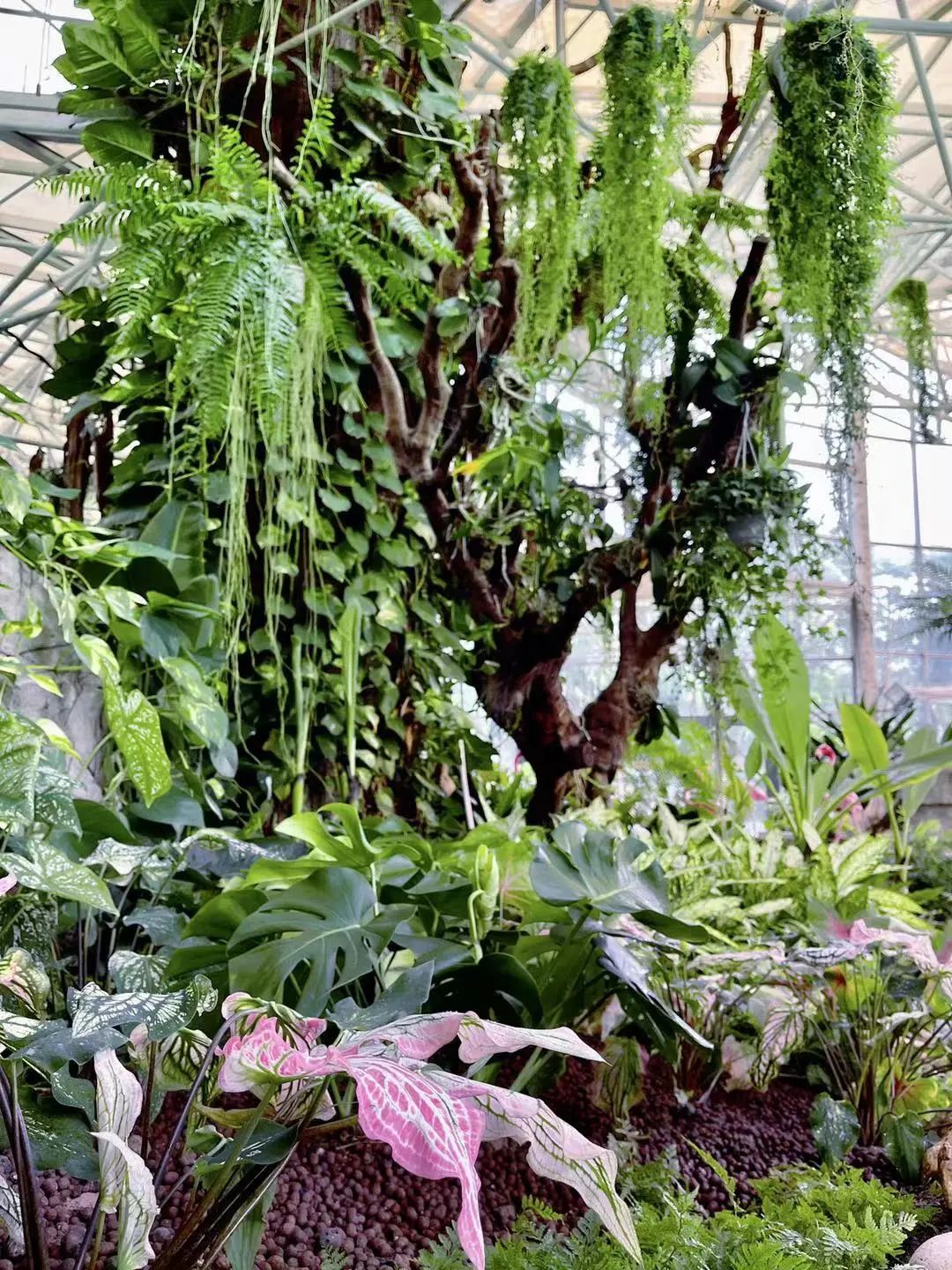 国庆来别样花境云台花园玻璃温室完成升级改造