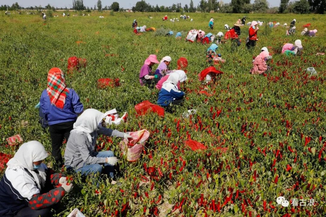 奋斗百年路启航新征程同心奔小康永丰滩镇辣椒丰收采摘忙