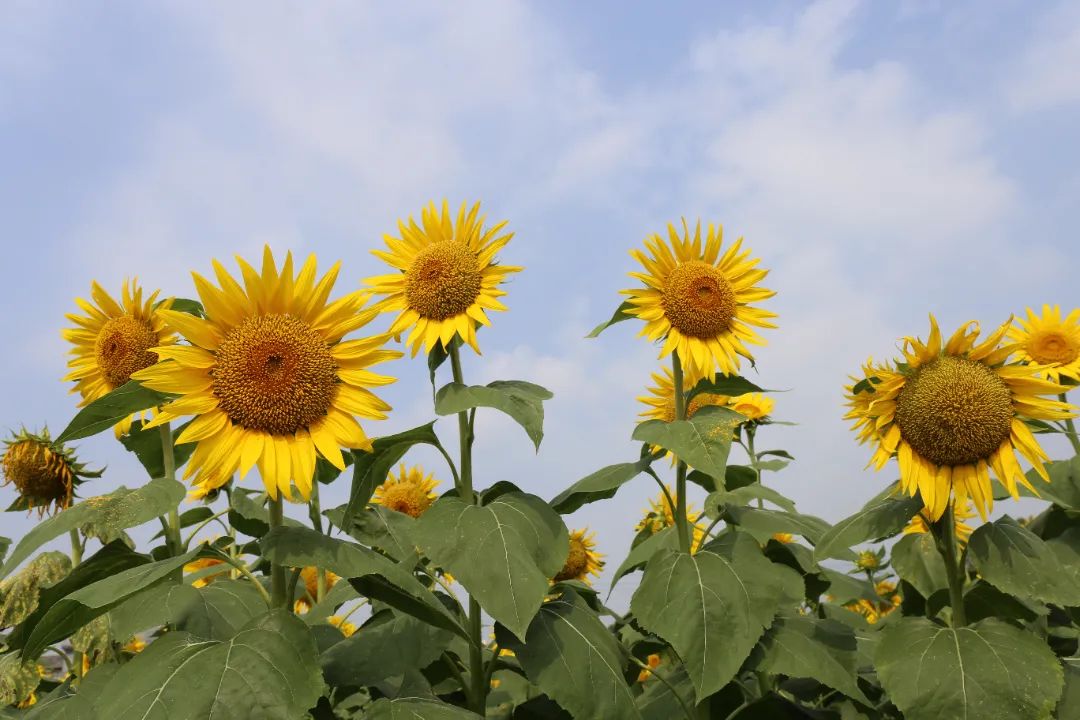 来宾市人大常委会主任韦平出席2021年武宣县金葵花文化旅游节活动