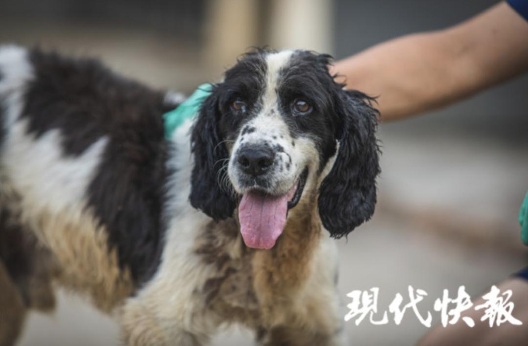 汶川地震最后一只搜救犬冰洁离世1岁时搜救出13条生命