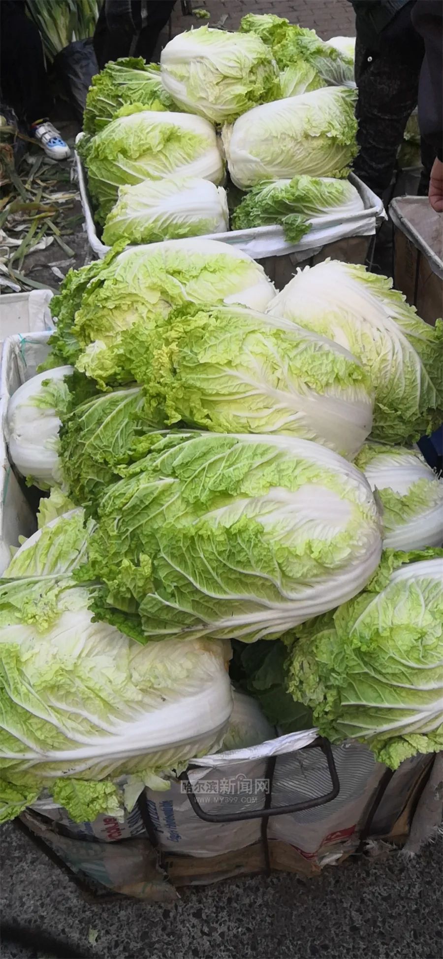 价低质优颜值还高今年秋菜太可了白菜棵棵饱满大葱标