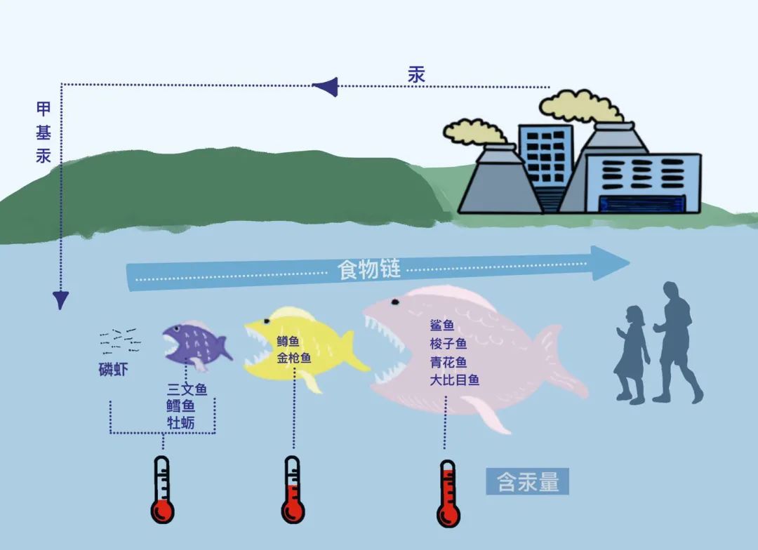 一般人群主要接触的汞来源于牙科汞合金产生的汞蒸气,摄入鱼虾蟹类则