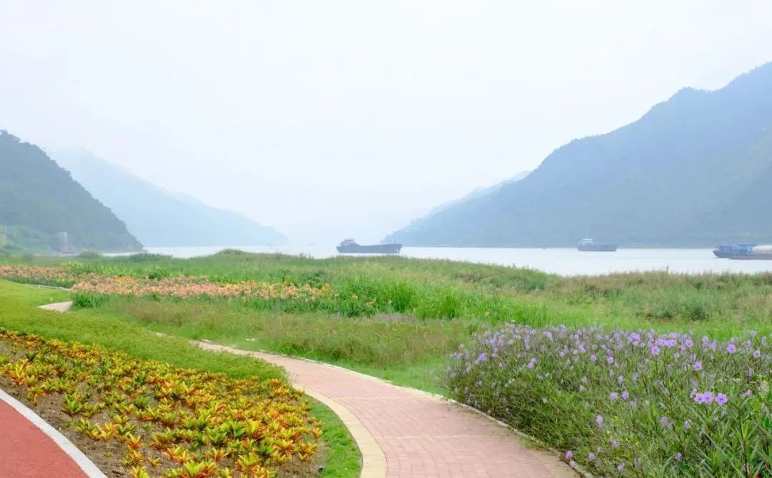 错过了要再等一年!肇庆江滨公园网红草又盛放了