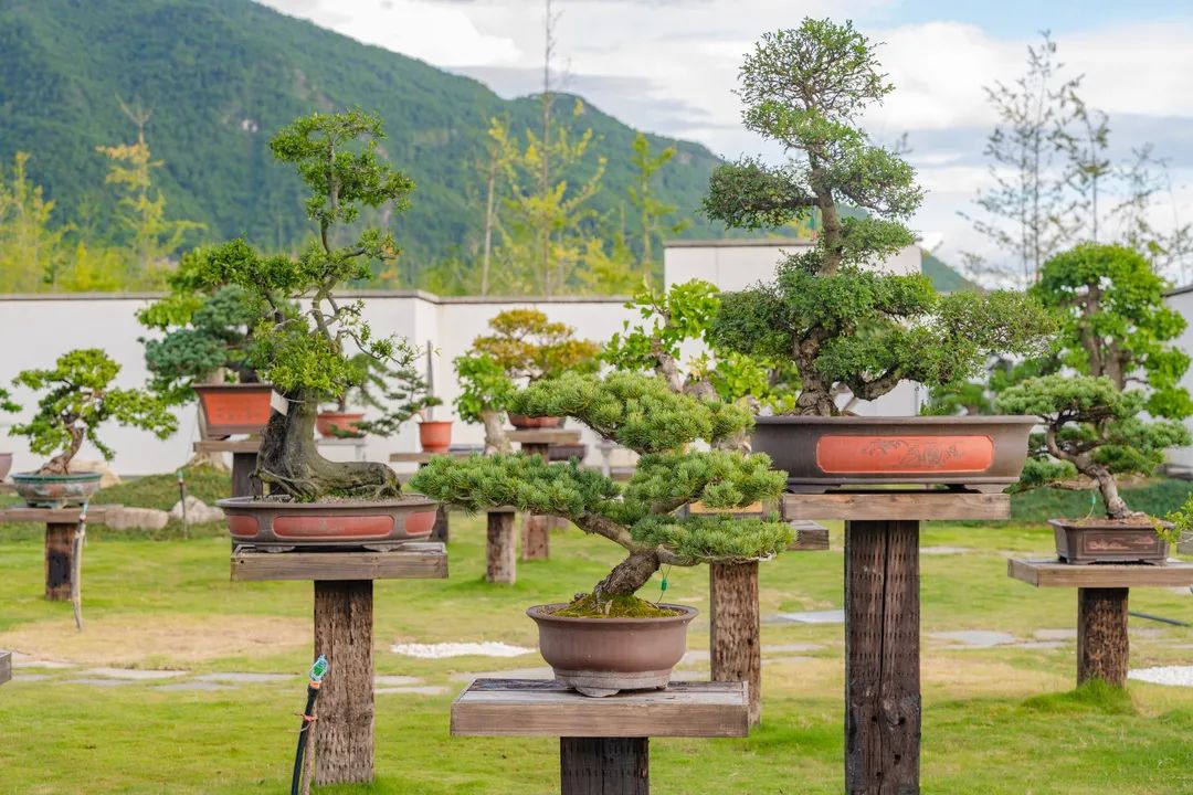 国庆嗨翻天丨银杏小镇新增雅趣打卡地盆景园