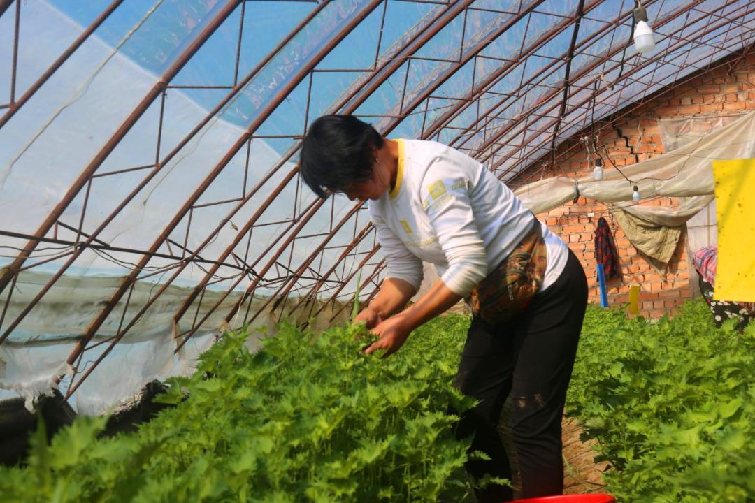 走进乡村看小康丨我是一片小小紫苏叶