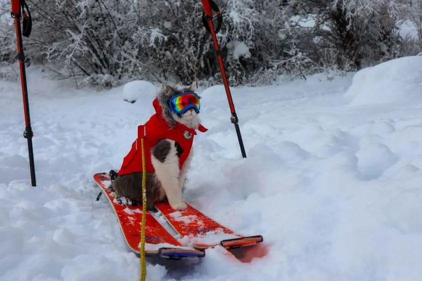 经过几次调整后,爸爸顺利开启了带猫滑雪模式,从此他干啥就都顶着