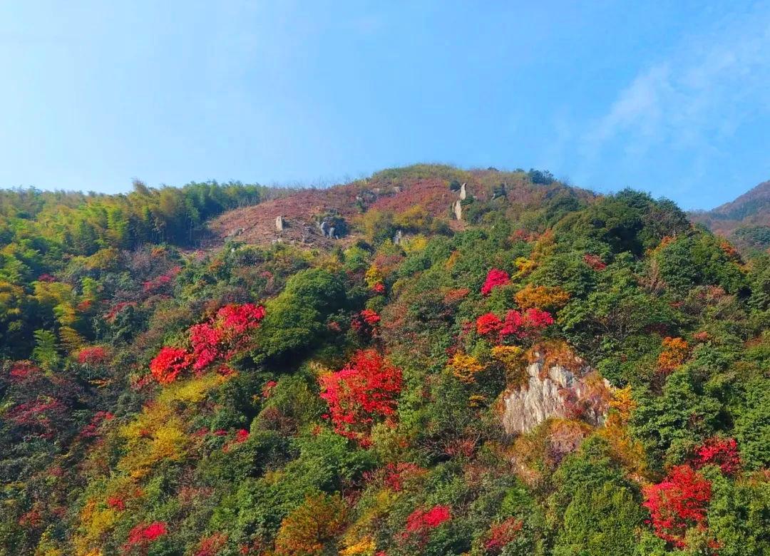 美如画捕捉家门口的秋意杭州这些彩色森林你都见过吗