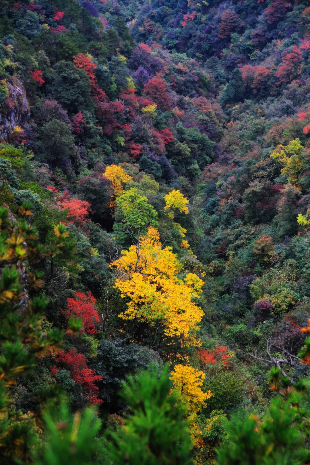捕捉家门口的秋意,杭州这些"彩色森林",你都见过吗?