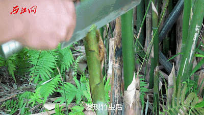 广西竹虫养殖基地图片