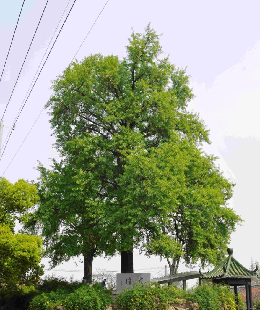 百年百树崇明区这四棵古树与古建筑并立百年风雨