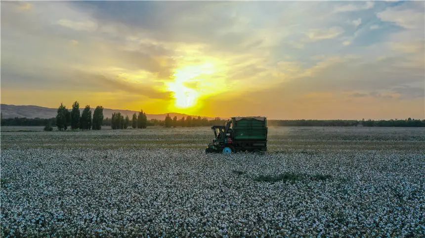 新疆呼图壁70万亩棉花采收忙
