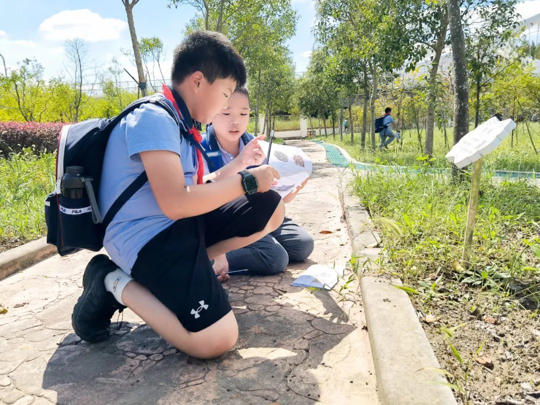 同濟大學附屬實驗小學 我知道這個植物的名字朱橋幼兒園 玉米大豐收