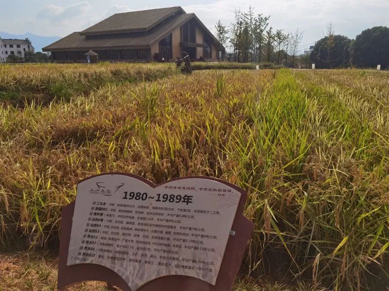 水稻哪里来,正是从上山来.