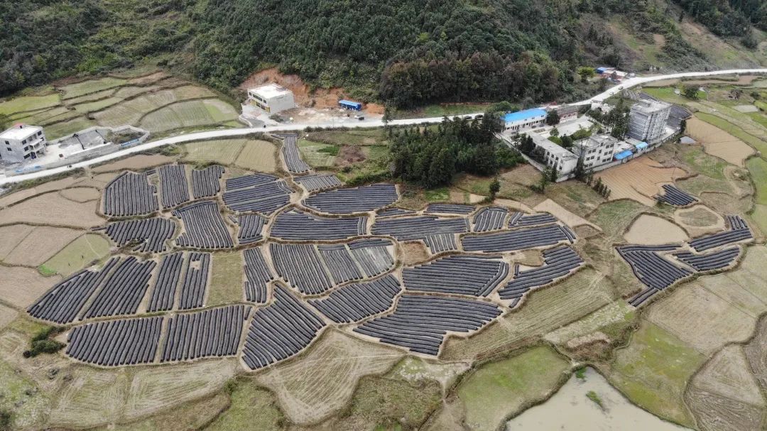 石板村南板蓝根育苗基地.
