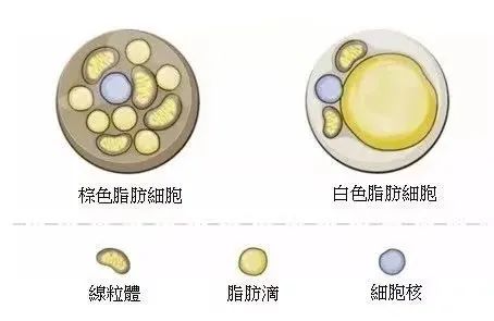 节后莫要谈"脂"色变,一招教你辨别脂肪的好与坏