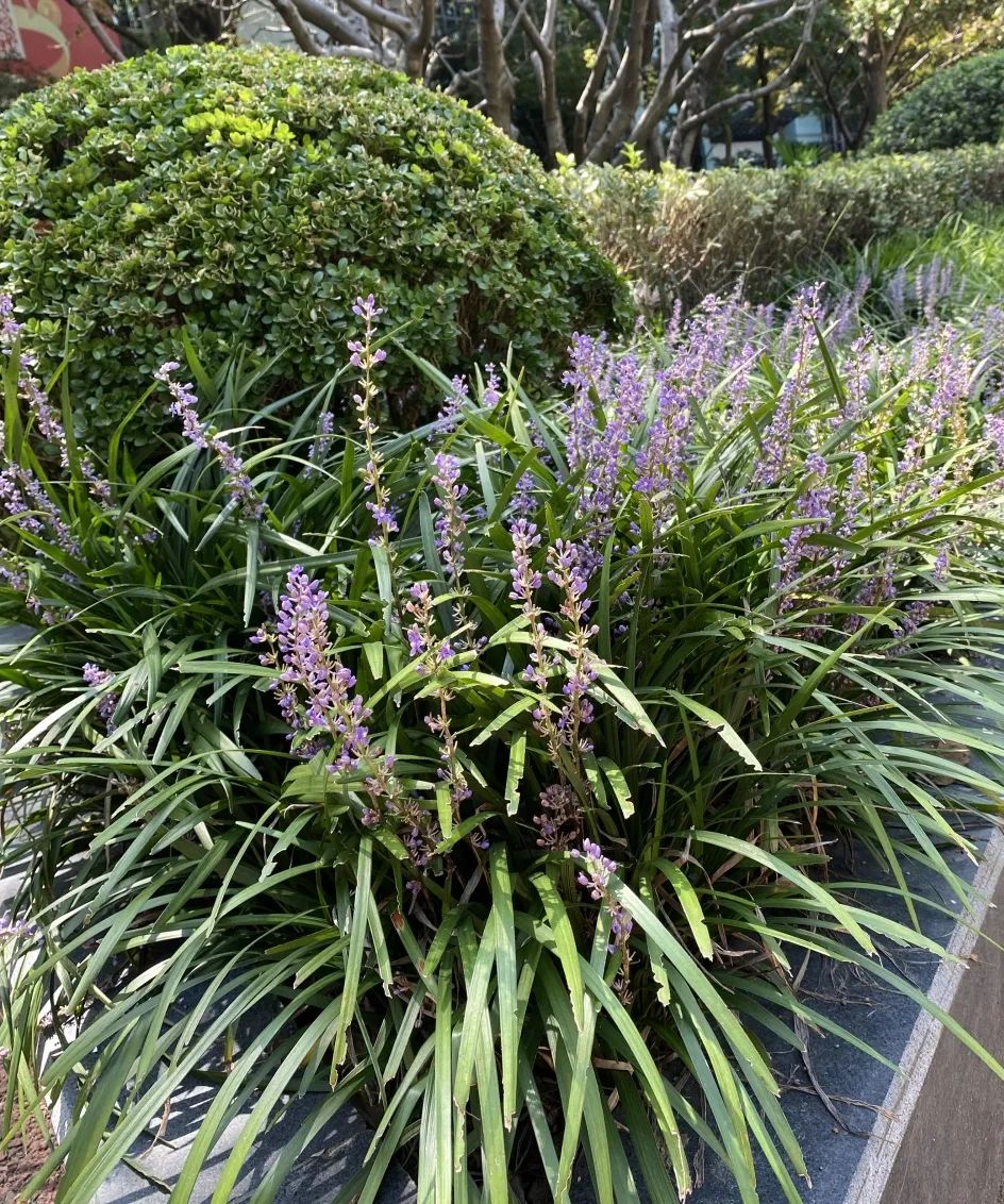 邂逅紫色花海!虹口公园绿地兰花三七已盛开