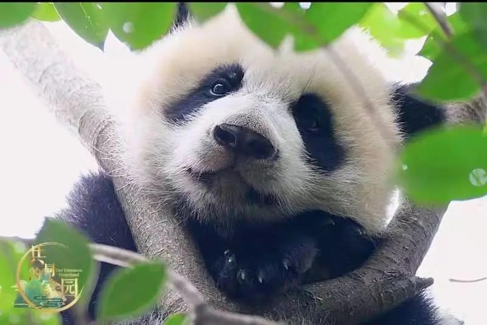 纪录片共同的家园将重磅推出揭示物种生存延续密码共画生物多样性保护