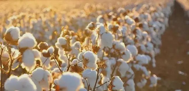 不管有什么用途,从地里摘出来的棉花可不能漏哦!