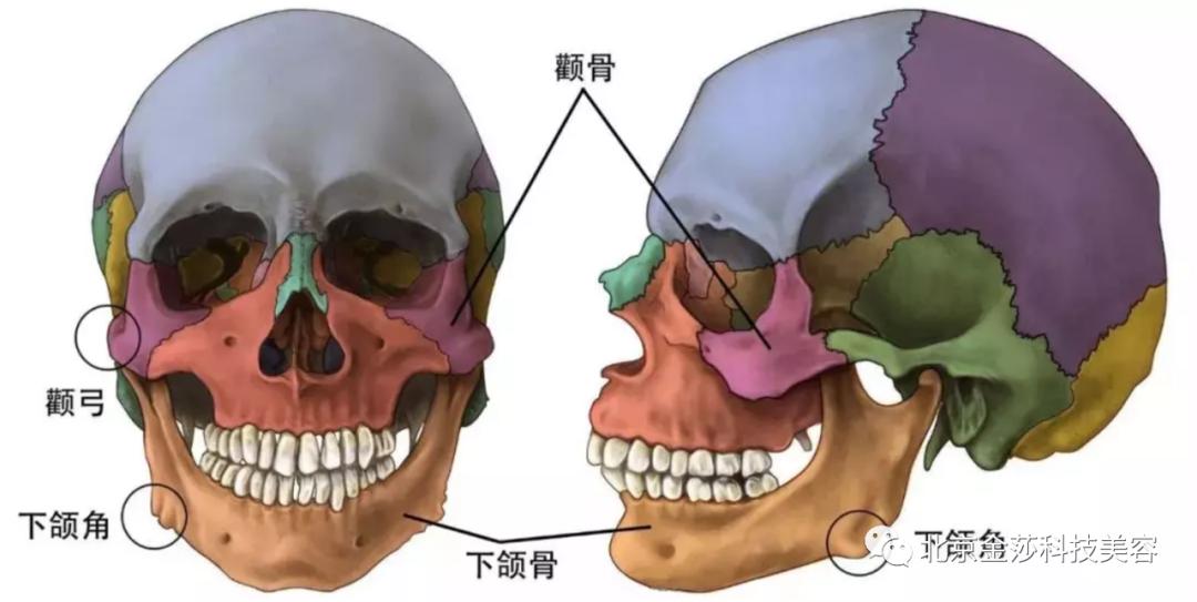 腮骨是什么位置图片图片