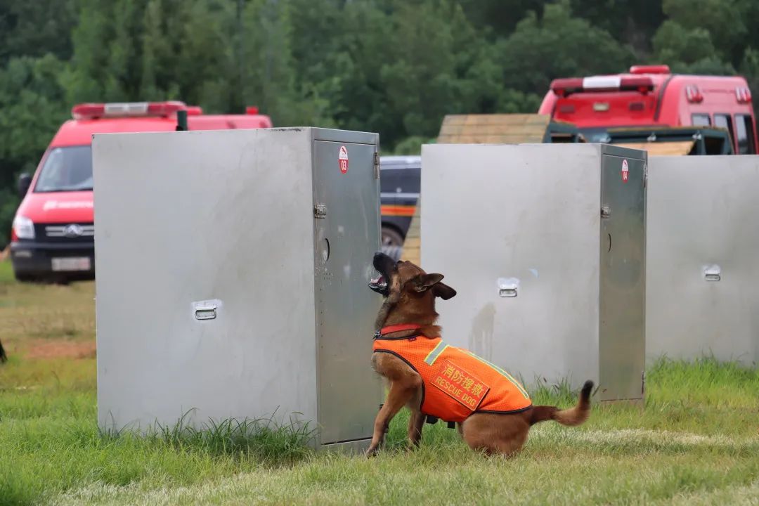 總隊特勤支隊參加全國消防搜救犬技能大賽獲獎歸來