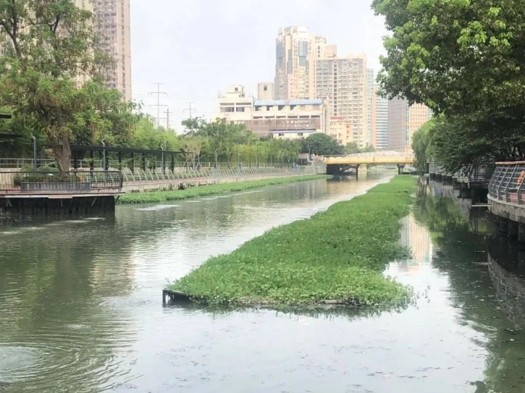 花开蒲汇塘名字嗲空间更嗲河水变清白鹭起舞