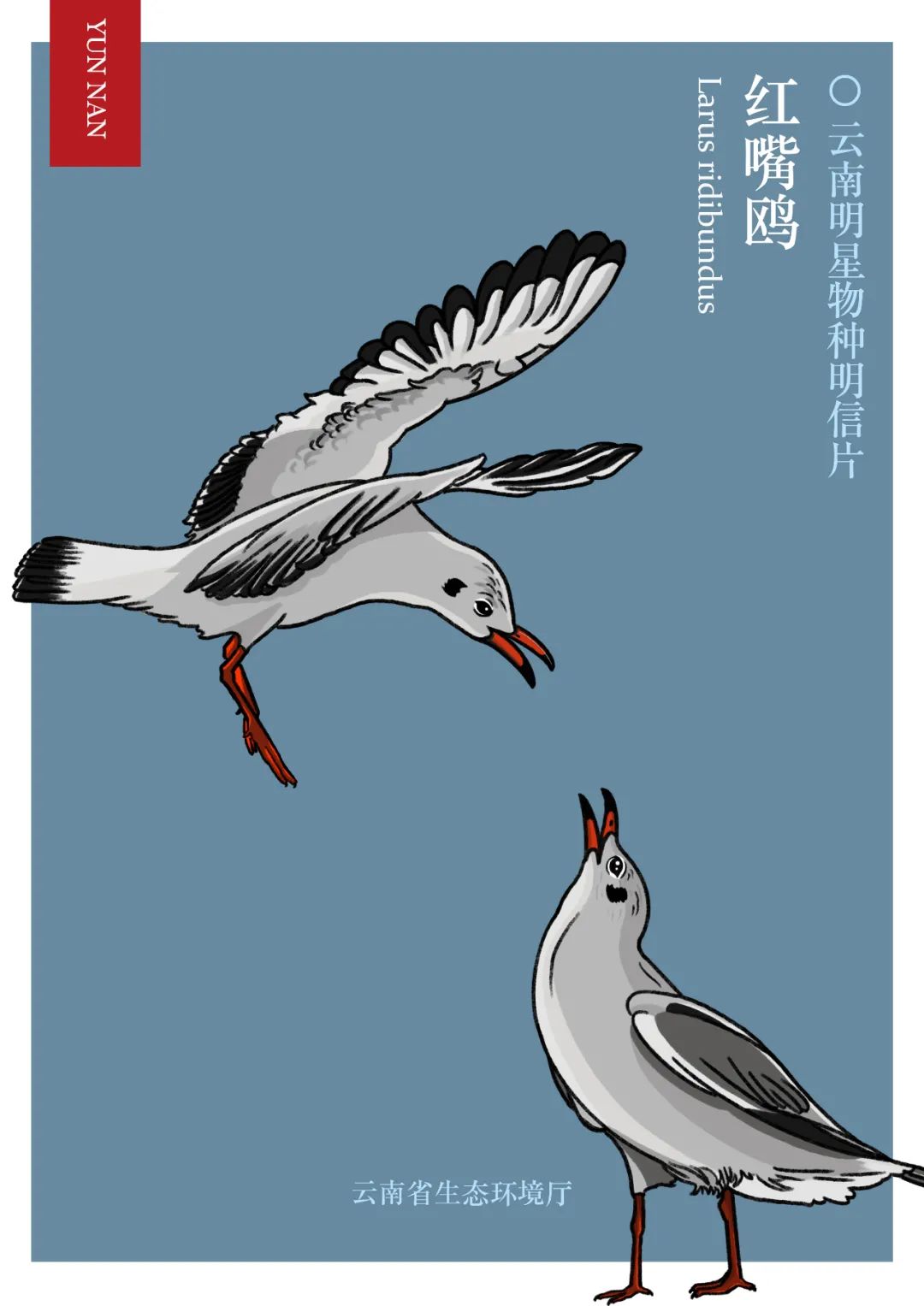 迎cop15手绘云南明星物种明信片新鲜出炉上篇