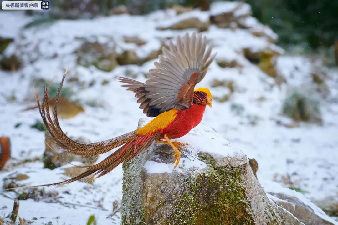 重庆这些珍稀动植物引央视关注你认识几个